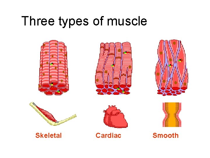 Three types of muscle Skeletal Cardiac Smooth 
