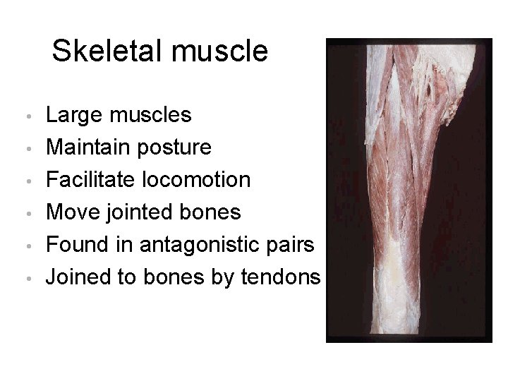 Skeletal muscle • • • Large muscles Maintain posture Facilitate locomotion Move jointed bones