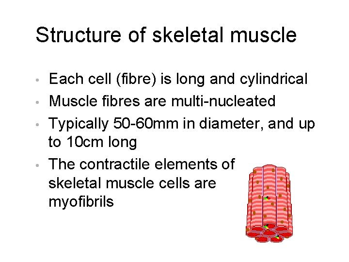 Structure of skeletal muscle • • Each cell (fibre) is long and cylindrical Muscle