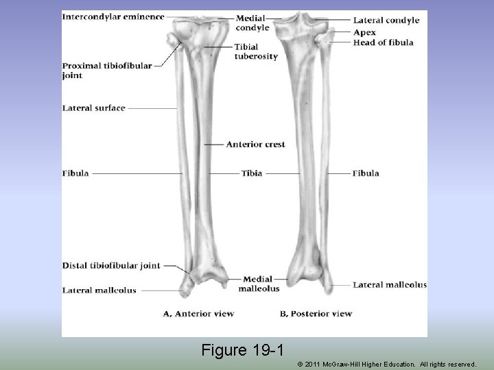 Figure 19 -1 © 2011 Mc. Graw-Hill Higher Education. All rights reserved. 