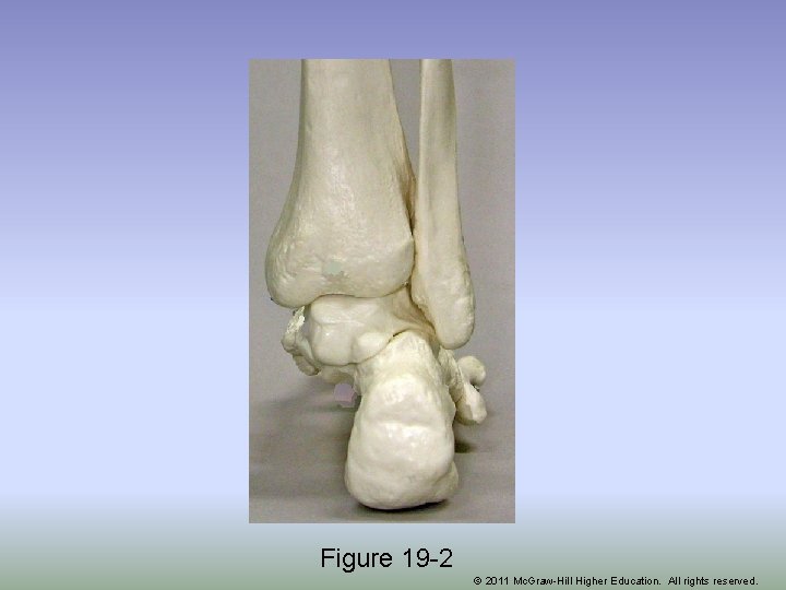 Figure 19 -2 © 2011 Mc. Graw-Hill Higher Education. All rights reserved. 