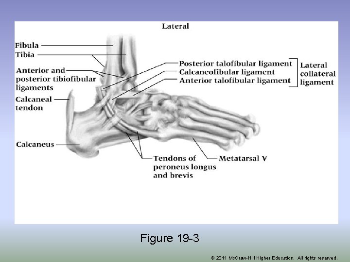 Figure 19 -3 © 2011 Mc. Graw-Hill Higher Education. All rights reserved. 