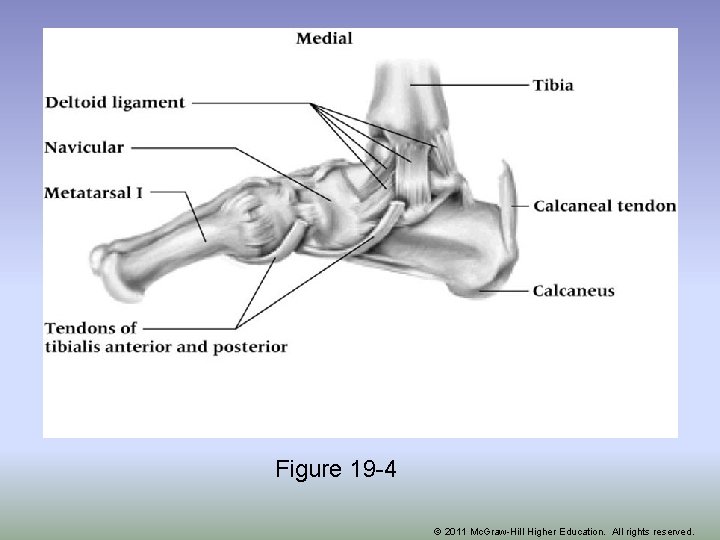 Figure 19 -4 © 2011 Mc. Graw-Hill Higher Education. All rights reserved. 