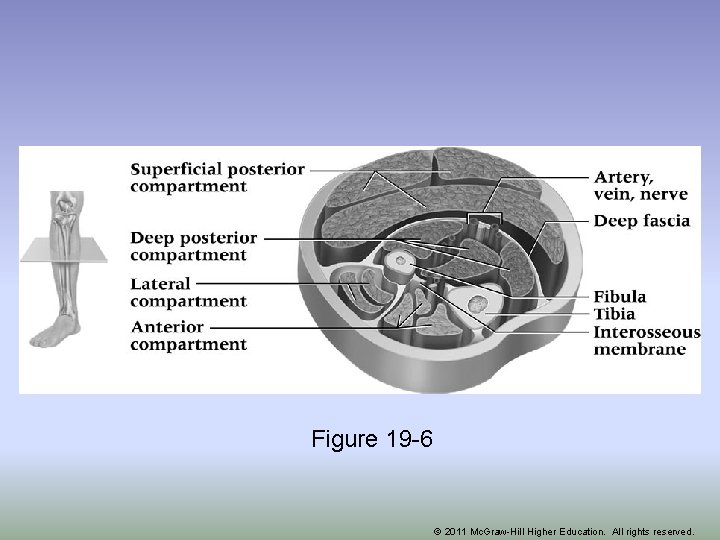 Figure 19 -6 © 2011 Mc. Graw-Hill Higher Education. All rights reserved. 