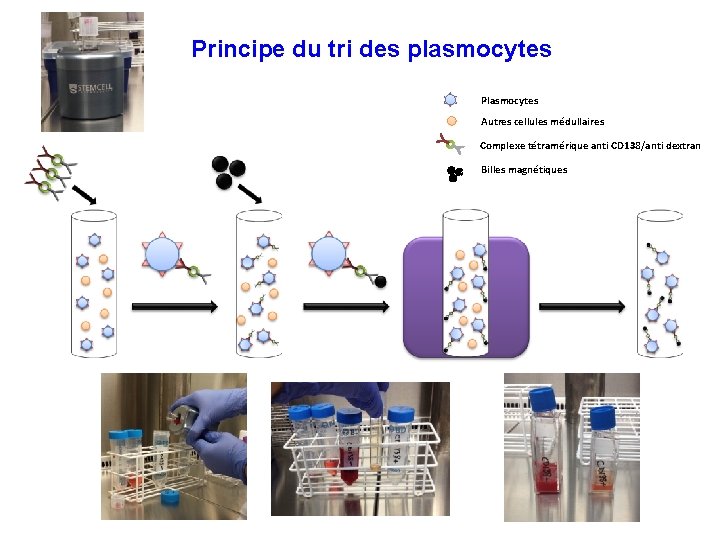 Principe du tri des plasmocytes Plasmocytes Autres cellules médullaires Complexe tétramérique anti CD 138/anti