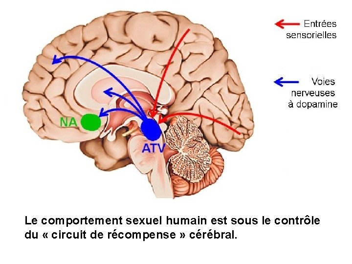 Le comportement sexuel humain est sous le contrôle du « circuit de récompense »