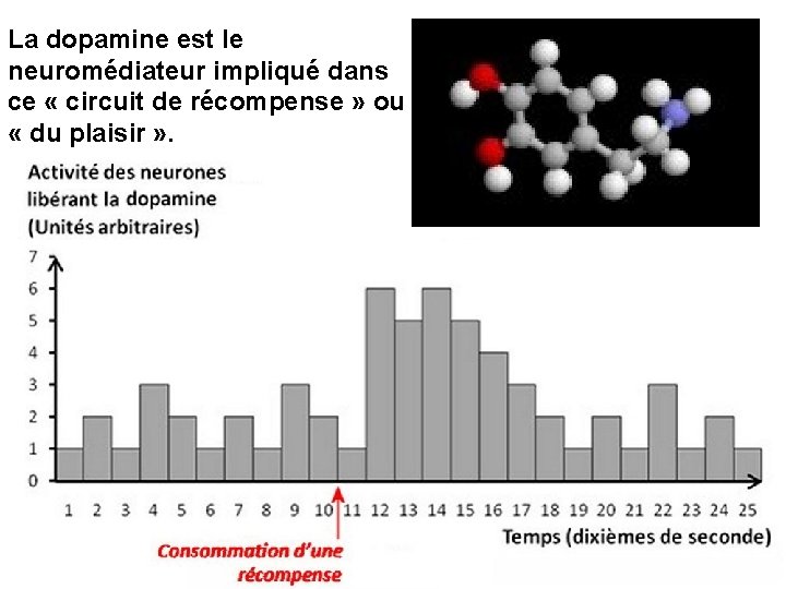 La dopamine est le neuromédiateur impliqué dans ce « circuit de récompense » ou