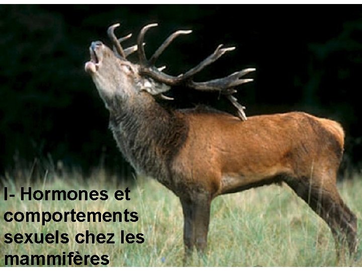 I- Hormones et comportements sexuels chez les mammifères 