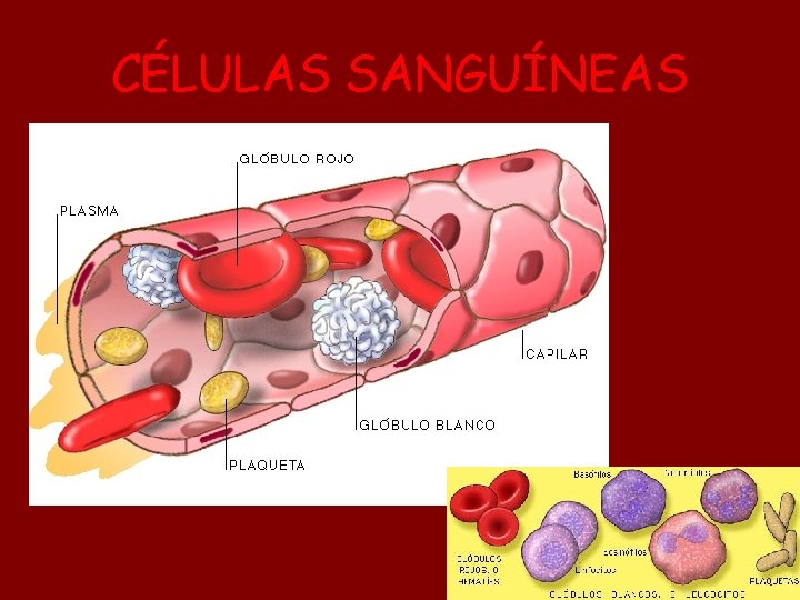 CÉLULAS SANGUÍNEAS 