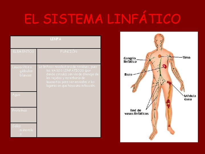 EL SISTEMA LINFÁTICO LINFA ELEMENTOS Leucocitos o glóbulos blancos Agua Proteínas Sales minerale s