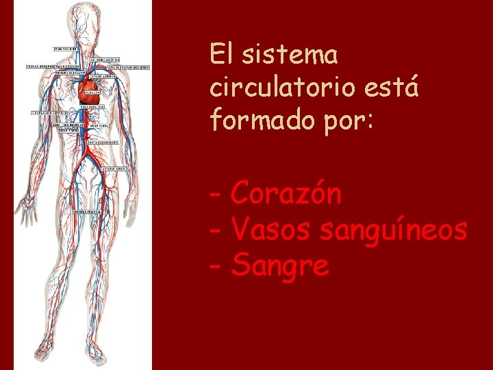 El sistema circulatorio está formado por: - Corazón - Vasos sanguíneos - Sangre 