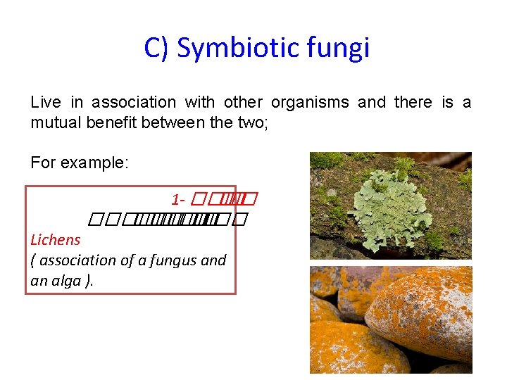 C) Symbiotic fungi Live in association with other organisms and there is a mutual