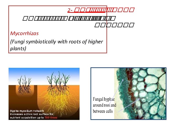 2 - �������� ������� �� ������� Mycorrhizas (Fungi symbiotically with roots of higher plants)