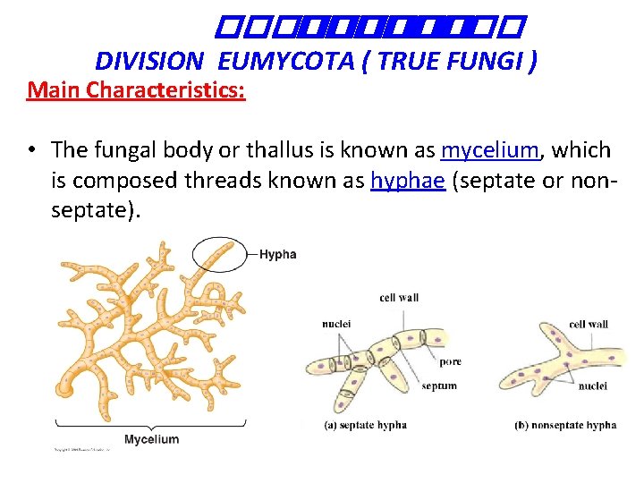 �������� ��� DIVISION EUMYCOTA ( TRUE FUNGI ) Main Characteristics: • The fungal body