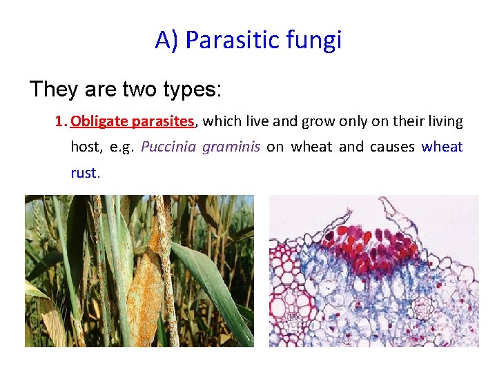 A) Parasitic fungi They are two types: 1. Obligate parasites, which live and grow