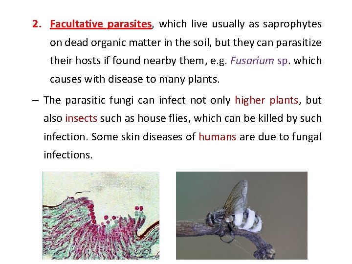 2. Facultative parasites, which live usually as saprophytes on dead organic matter in the