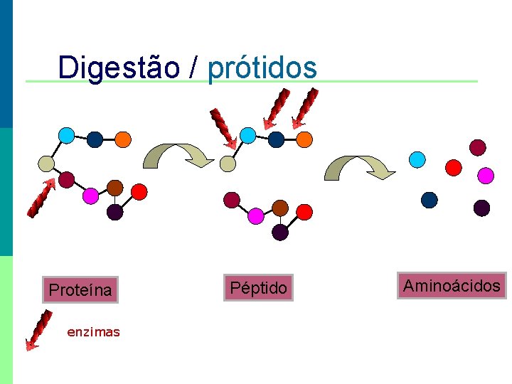 Digestão / prótidos Proteína enzimas Péptido Aminoácidos 