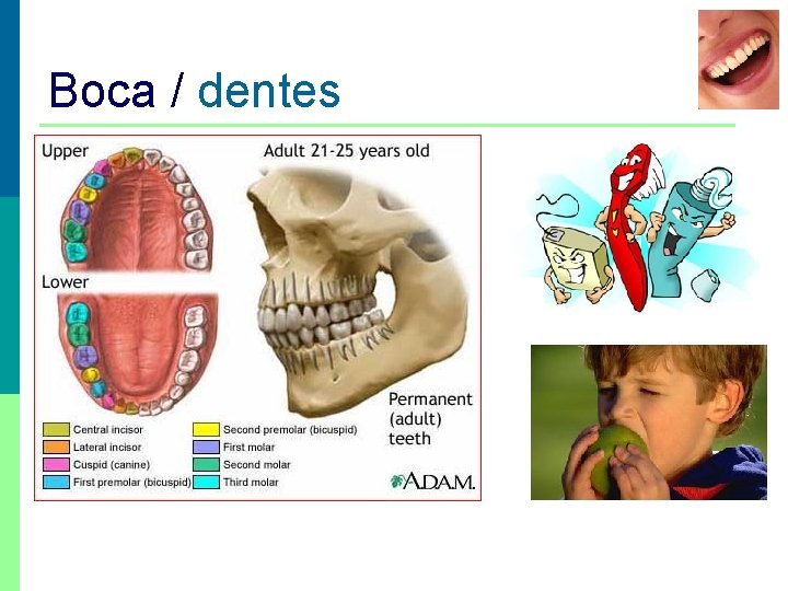 Boca / dentes 