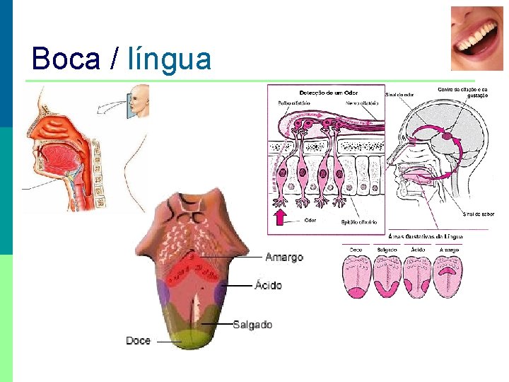 Boca / língua 