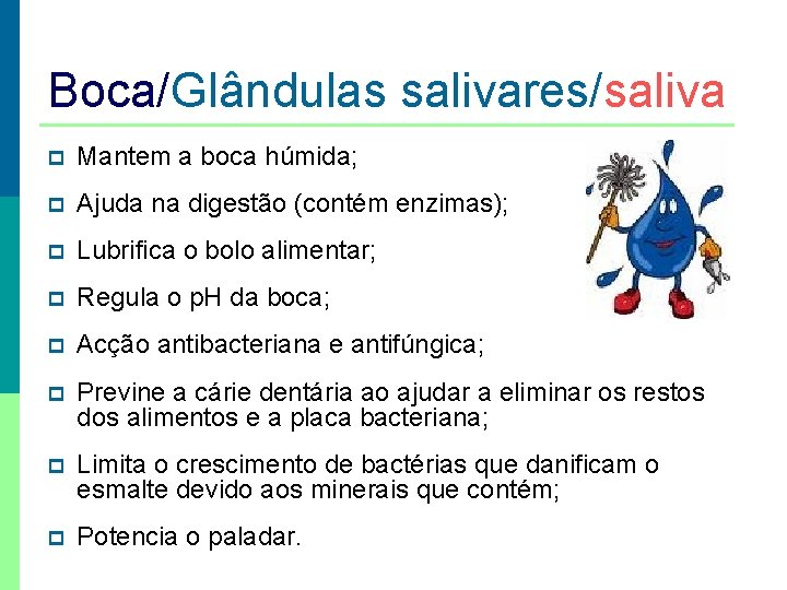 Boca/Glândulas salivares/saliva p Mantem a boca húmida; p Ajuda na digestão (contém enzimas); p