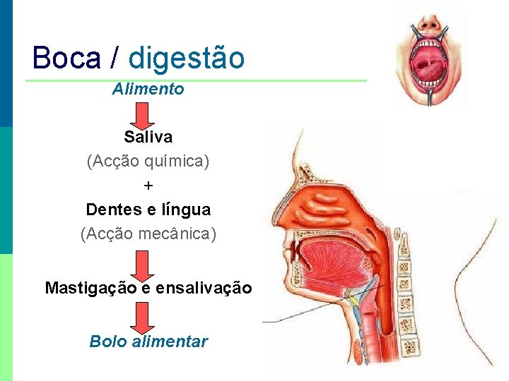 Boca / digestão Alimento Saliva (Acção química) + Dentes e língua (Acção mecânica) Mastigação