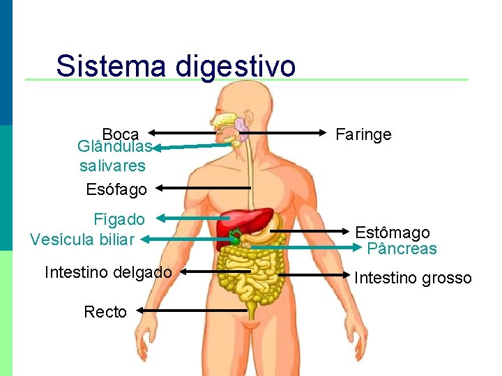 Sistema digestivo Boca Glândulas salivares Esófago Fígado Vesícula biliar Intestino delgado Recto Faringe Estômago