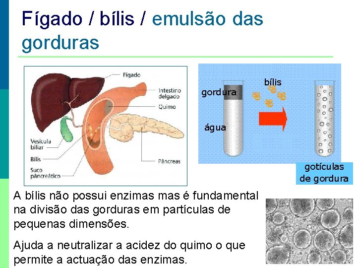 Fígado / bílis / emulsão das gordura bílis água gotículas de gordura A bílis