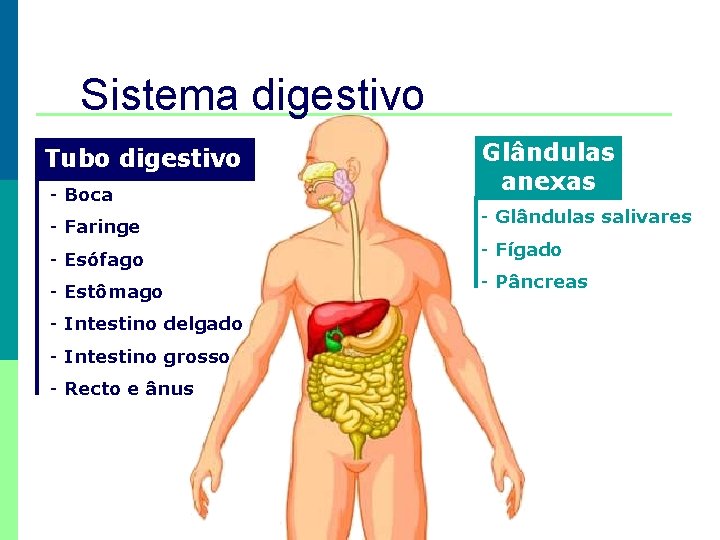 Sistema digestivo Tubo digestivo - Boca - Faringe - Esófago - Estômago - Intestino