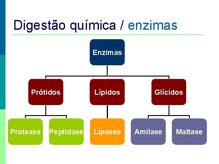 Digestão química / enzimas Enzimas Prótidos Protease Peptidase Lípidos Lípases Glícidos Amilase Maltase 