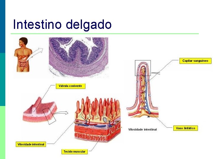 Intestino delgado Prof. Teresa Condeixa 0809 