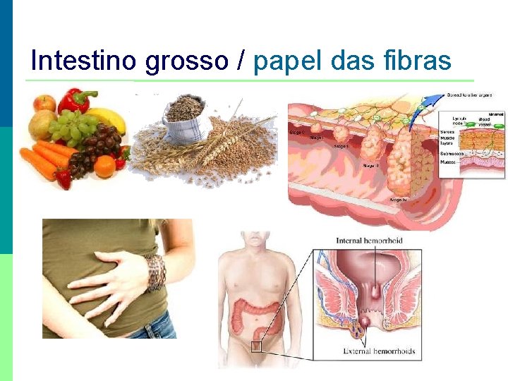 Intestino grosso / papel das fibras 