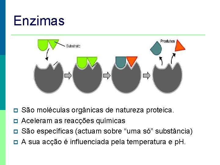 Enzimas p p São moléculas orgânicas de natureza proteica. Aceleram as reacções químicas São