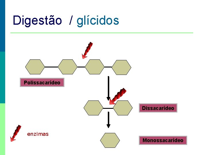 Digestão / glícidos Polissacarídeo Dissacarídeo enzimas Monossacarídeo 