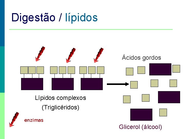 Digestão / lípidos Ácidos gordos Lípidos complexos (Triglicéridos) enzimas Glicerol (álcool) 