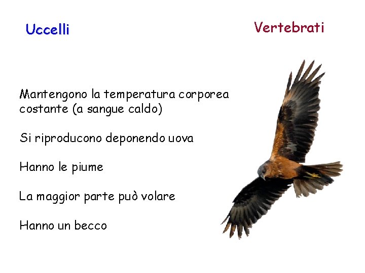 Uccelli Mantengono la temperatura corporea costante (a sangue caldo) Si riproducono deponendo uova Hanno