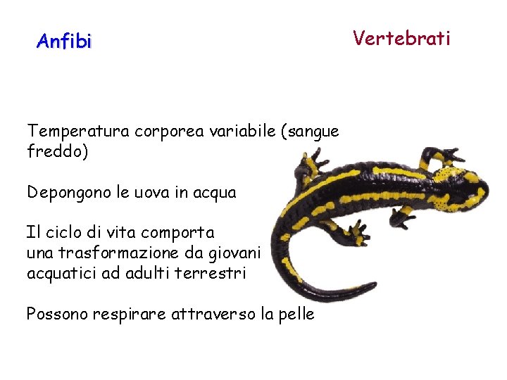 Anfibi Temperatura corporea variabile (sangue freddo) Depongono le uova in acqua Il ciclo di