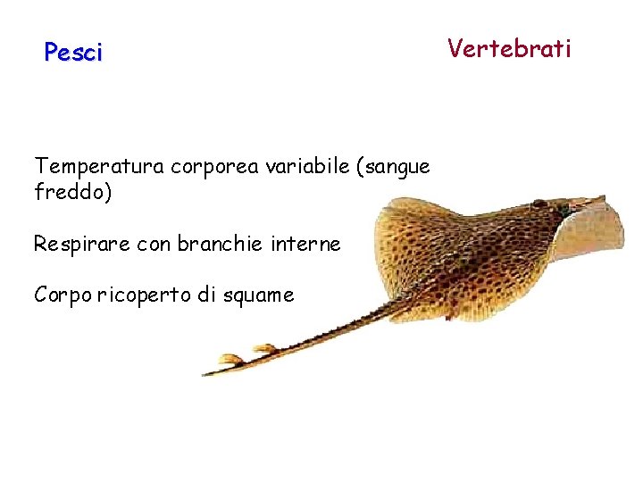 Pesci Temperatura corporea variabile (sangue freddo) Respirare con branchie interne Corpo ricoperto di squame