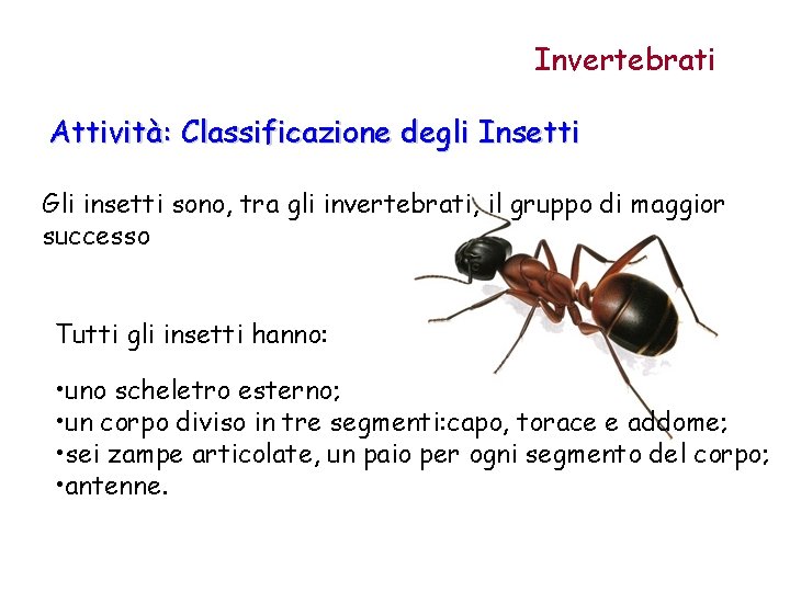 Invertebrati Attività: Classificazione degli Insetti Gli insetti sono, tra gli invertebrati, il gruppo di