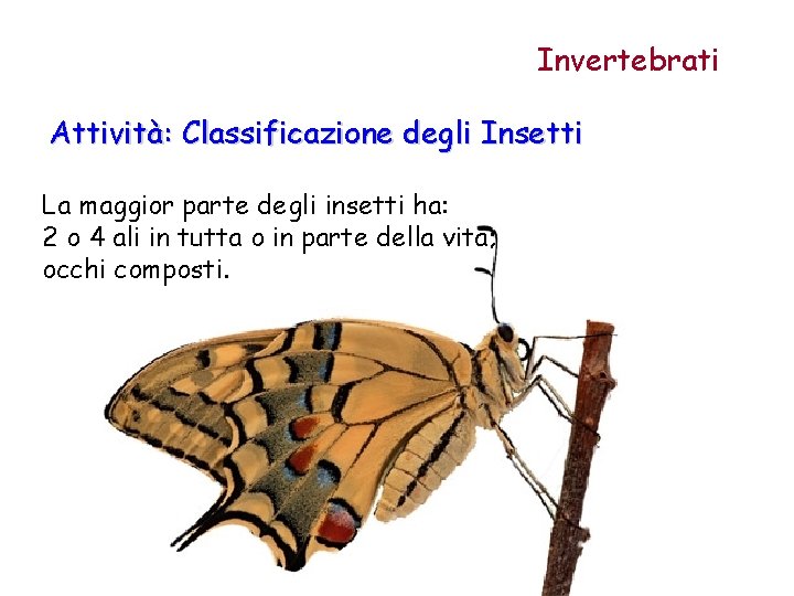 Invertebrati Attività: Classificazione degli Insetti La maggior parte degli insetti ha: 2 o 4