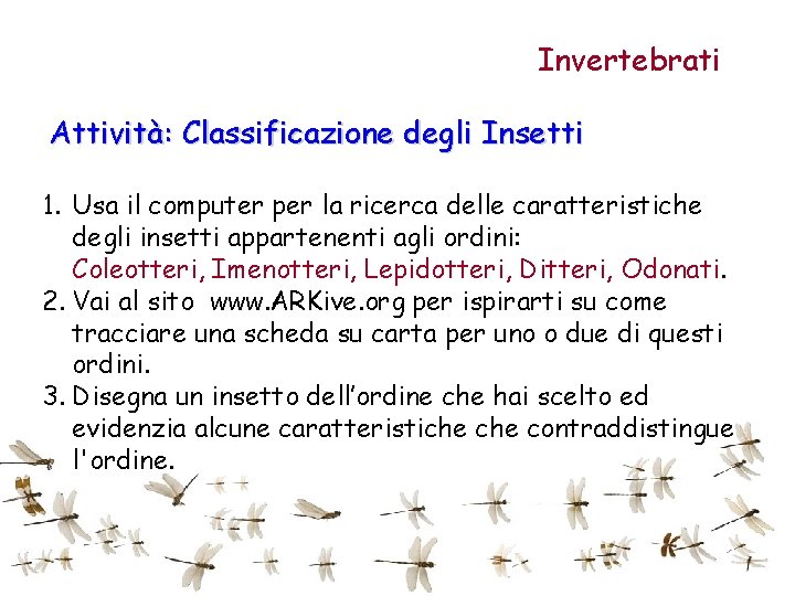 Invertebrati Attività: Classificazione degli Insetti 1. Usa il computer per la ricerca delle caratteristiche