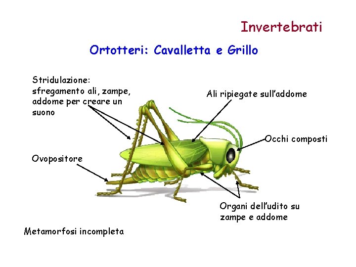 Invertebrati Ortotteri: Cavalletta e Grillo Stridulazione: sfregamento ali, zampe, addome per creare un suono