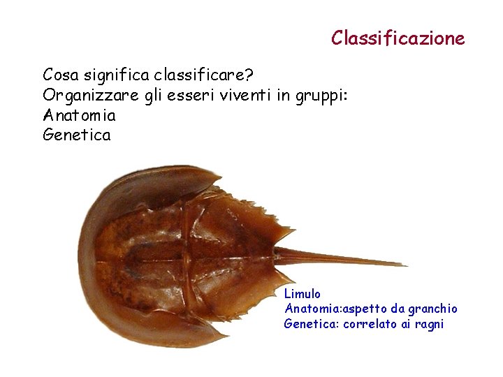 Classificazione Cosa significa classificare? Organizzare gli esseri viventi in gruppi: Anatomia Genetica Limulo Anatomia: