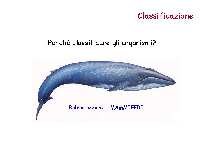 Classificazione Perché classificare gli organismi? Balena azzurra - MAMMIFERI 