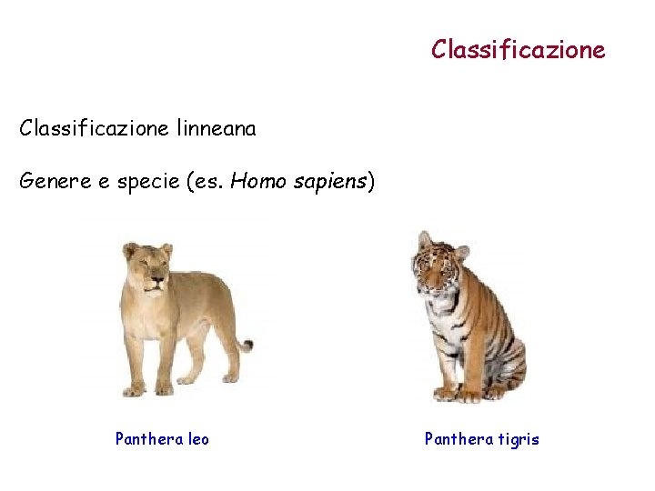 Classificazione linneana Genere e specie (es. Homo sapiens) Panthera leo Panthera tigris 