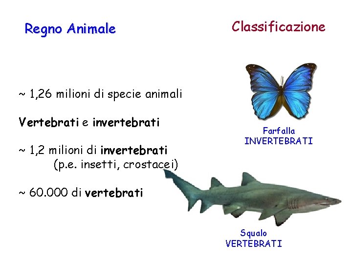 Regno Animale Classificazione ~ 1, 26 milioni di specie animali Vertebrati e invertebrati ~