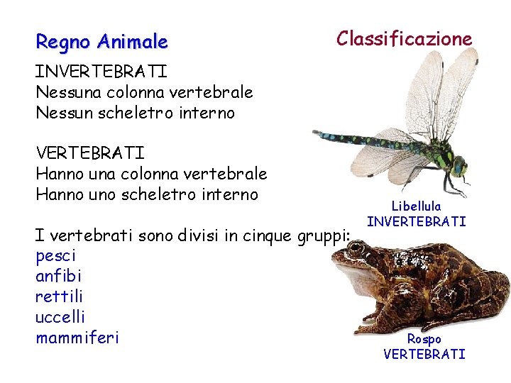 Regno Animale Classificazione INVERTEBRATI Nessuna colonna vertebrale Nessun scheletro interno VERTEBRATI Hanno una colonna