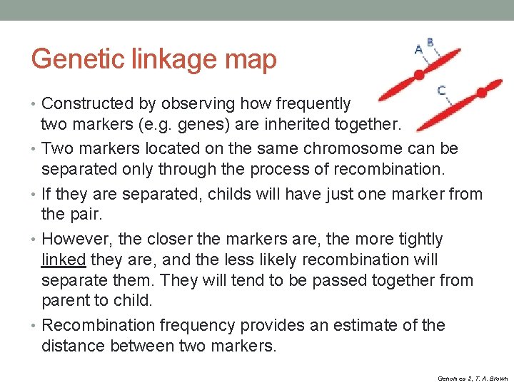 Genetic linkage map • Constructed by observing how frequently two markers (e. g. genes)