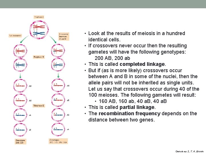  • Look at the results of meiosis in a hundred identical cells. •