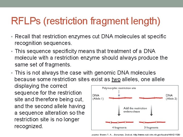 RFLPs (restriction fragment length) • Recall that restriction enzymes cut DNA molecules at specific