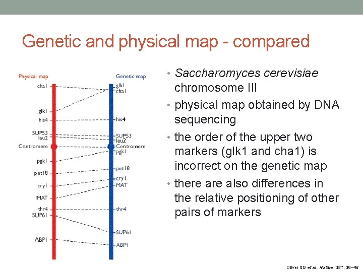 Genetic and physical map - compared • Saccharomyces cerevisiae chromosome III • physical map